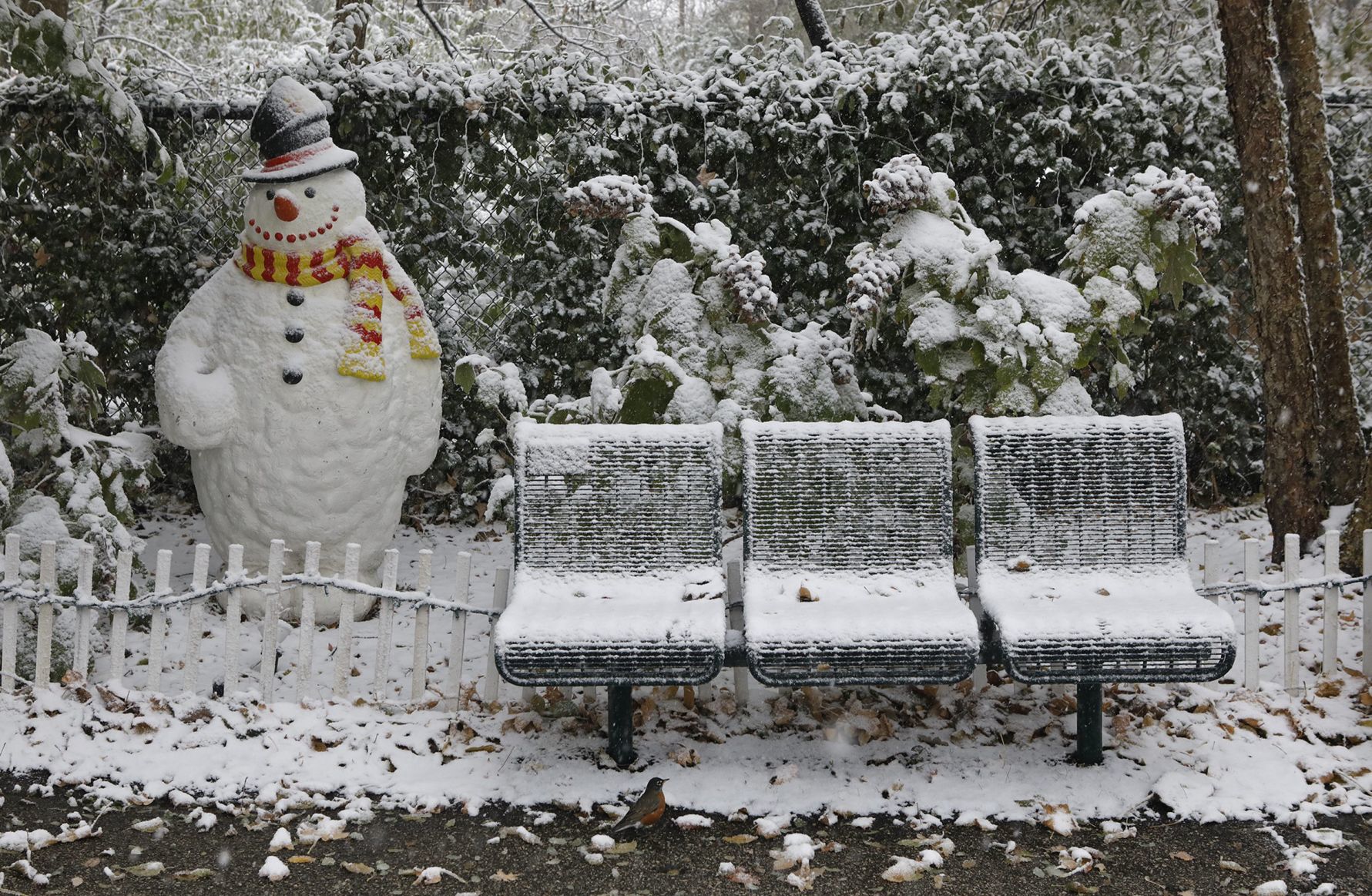 First snow covers the Zoo
